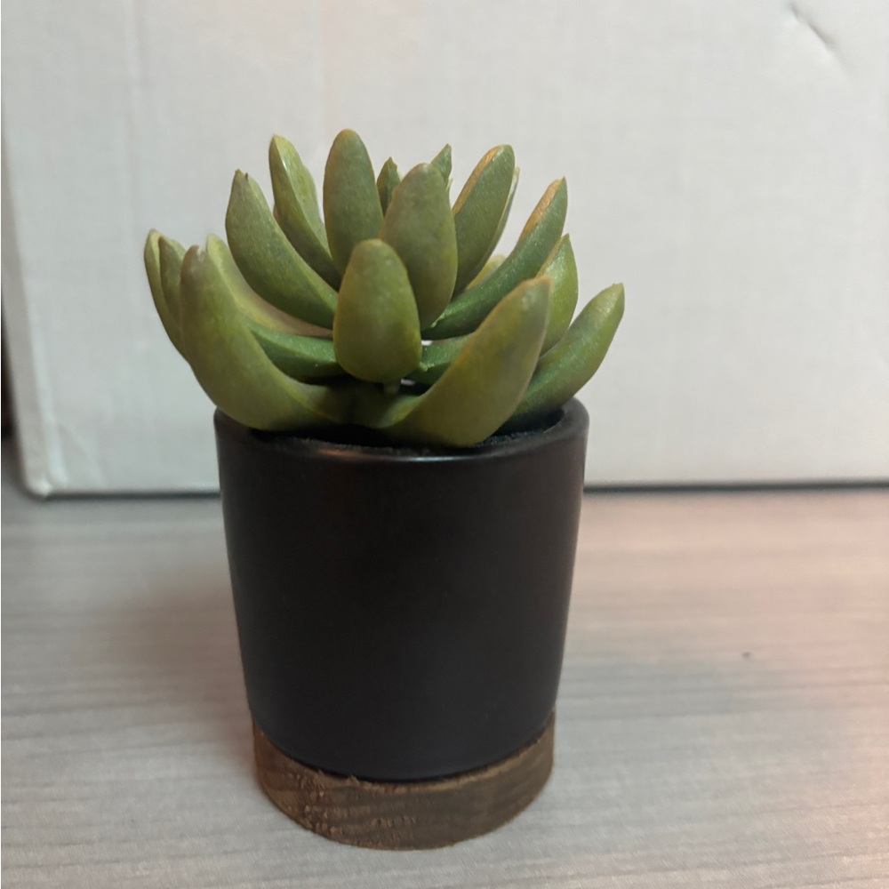 Faux Succulent in Black Planter